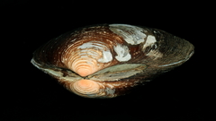 Eucrassatella kingicola