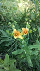Hypericum swinkianum