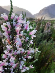 Erica perspicua perspicua