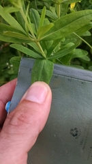 Hypericum swinkianum