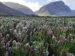 Erica perspicua perspicua