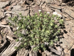 Leptosiphon nuttallii pubescens