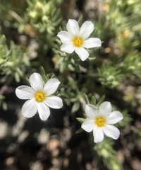 Leptosiphon nuttallii pubescens