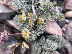 Lomatium foeniculaceum fimbriatum