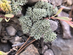 Lomatium foeniculaceum fimbriatum