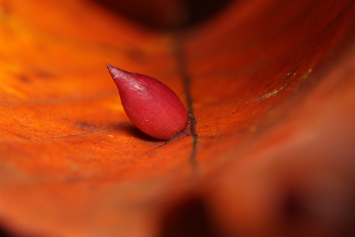 Beech Gall Midge, 3931 Woudenberg, Nederland, photo 6 of 10