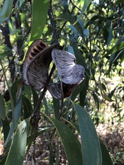 Acacia crassicarpa