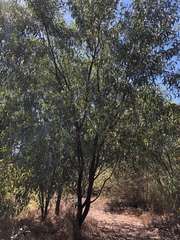Acacia crassicarpa