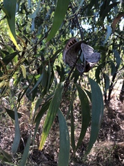 Acacia crassicarpa
