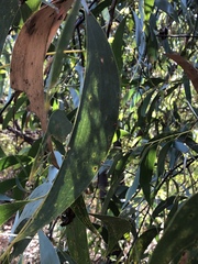 Acacia crassicarpa