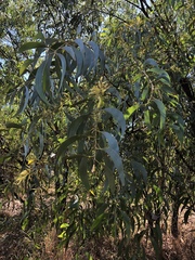 Acacia crassicarpa