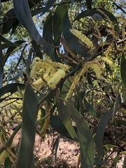 Acacia crassicarpa