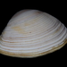 Reddish Trough Shell - Photo (c) Alan Melville, some rights reserved (CC BY-NC-ND), uploaded by Alan Melville