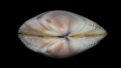 Austromactra rufescens