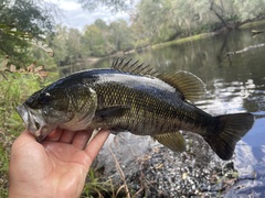 Suwannee Bass photo 2