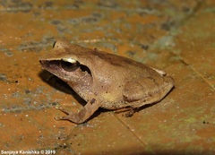 Pseudophilautus zorro