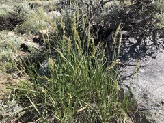Festuca kingii
