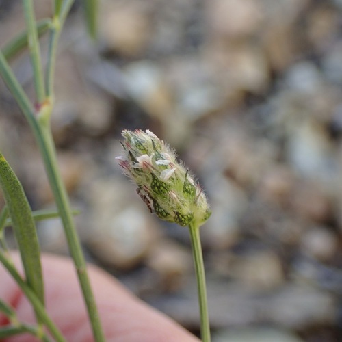 Chihuahuan Prairie Clover (Dalea exigua)