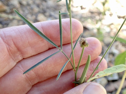 Image of Dalea exigua by (c) Sue Carnahan, some rights reserved (CC BY)