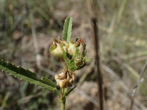 Image of Sida neomexicana by (c) Sue Carnahan, some rights reserved (CC BY)