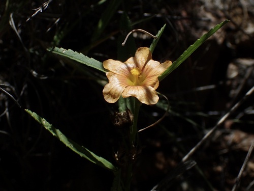 Image of Sida neomexicana by (c) Sue Carnahan, some rights reserved (CC BY)