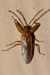 Pachygronthidae