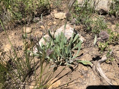 Phacelia hastata compacta