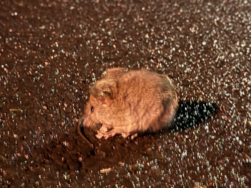 Mus musculus observed 2024-11-08