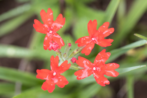 Image of Glandularia peruviana by no rights reserved