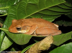 Polypedates cruciger