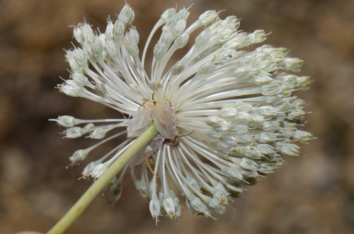 Ail des vignes 3