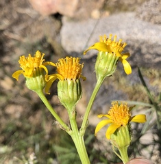 Senecio integerrimus exaltatus
