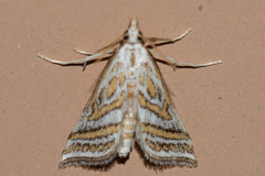 Leptosteges parthenialis