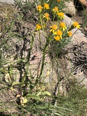 Senecio integerrimus exaltatus