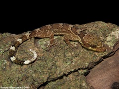 Cyrtodactylus fraenatus