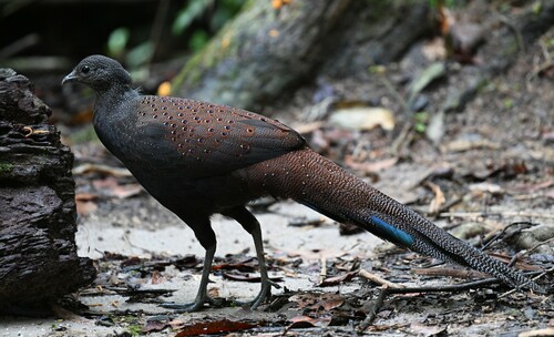 Mountain Peacock-Pheasant (Polyplectron inopinatum), photo 4