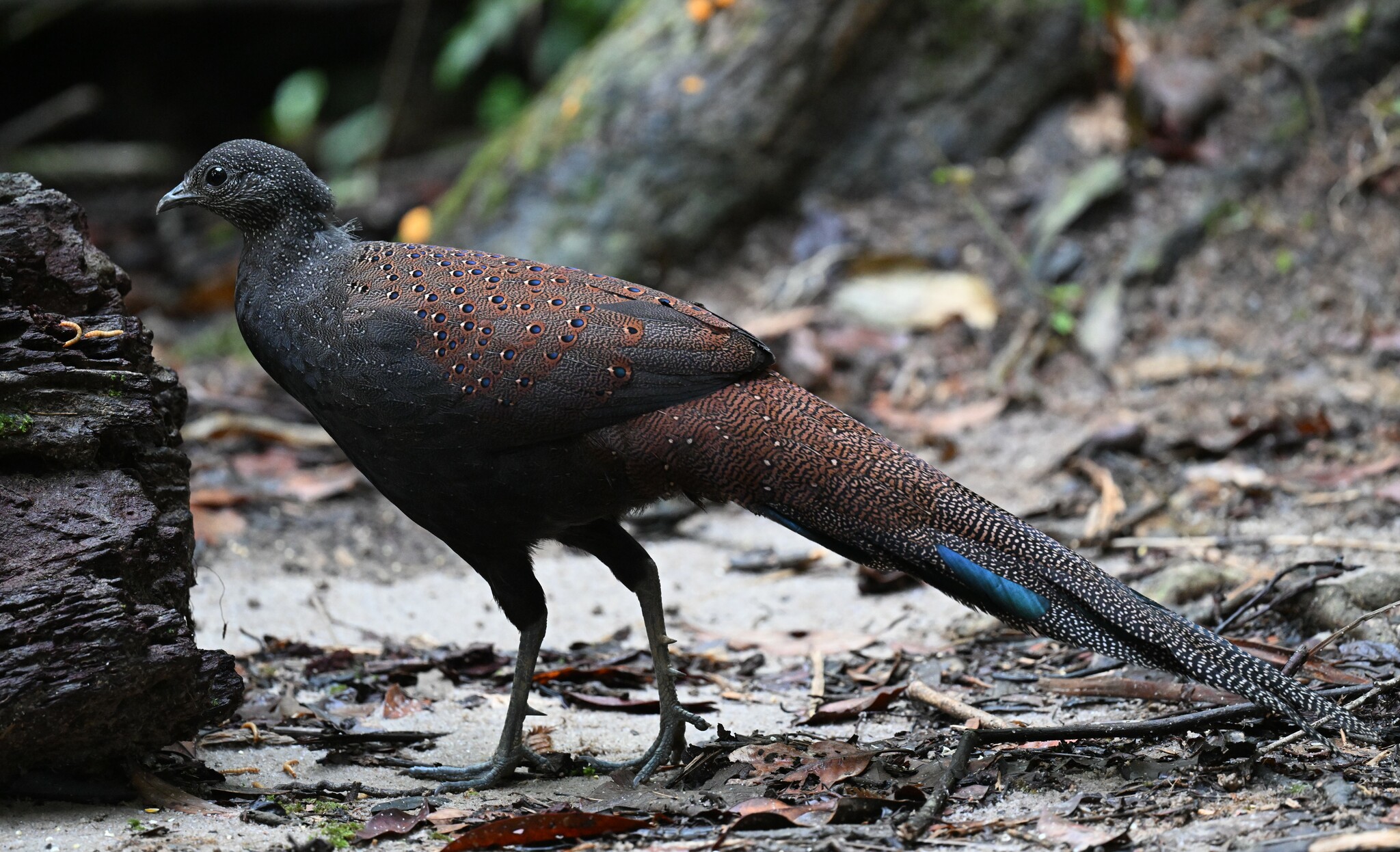 Mountain Peacock-Pheasant (Polyplectron inopinatum), photo 4