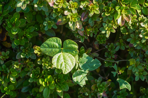 Amphicarpaea edgeworthii, photograph 5