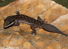 Cyrtodactylus triedrus