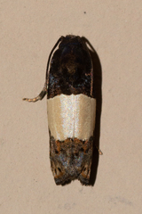 Epiblema tripartitana