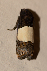 Epiblema tripartitana