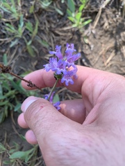 Penstemon euglaucus