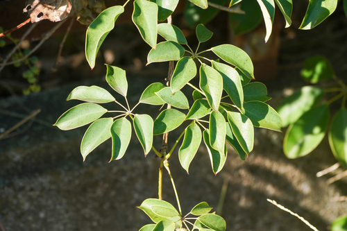 Stauntonia hexaphylla (Stauntonia hexaphylla)