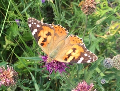 Vanessa cardui