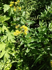 Senecio triangularis