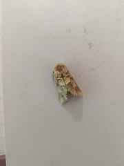 Acronicta geographica