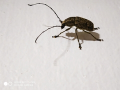 Phloeobius