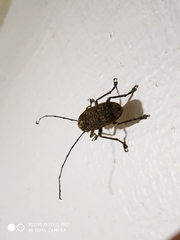 Phloeobius