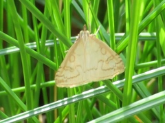 Udea lutealis