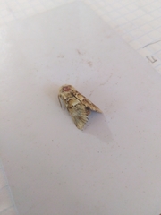 Acronicta geographica